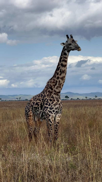 From Zanzibar: Wildlife Safari Day Trip at Mikumi National Park by Flight