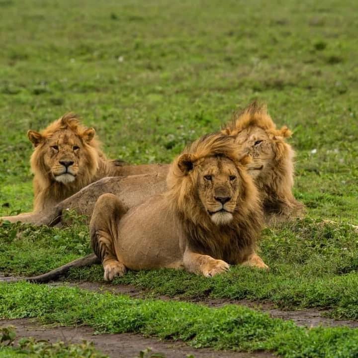 From Zanzibar: Wildlife Safari Day Trip at Mikumi National Park by Flight
