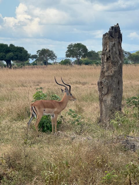 From Zanzibar: Wildlife Safari Day Trip at Mikumi National Park by Flight