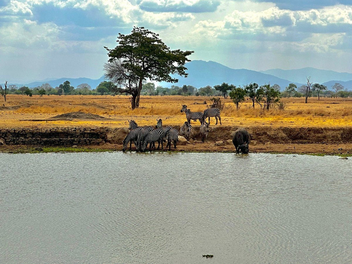 From Zanzibar: Wildlife Safari Day Trip at Mikumi National Park by Flight
