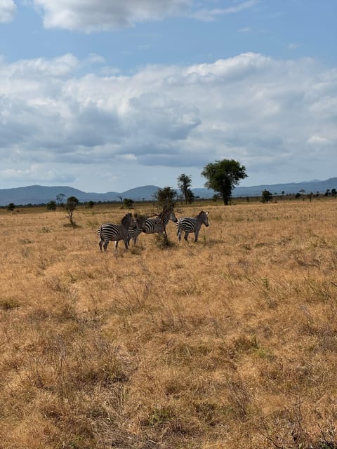 From Zanzibar: Wildlife Safari Day Trip at Mikumi National Park by Flight