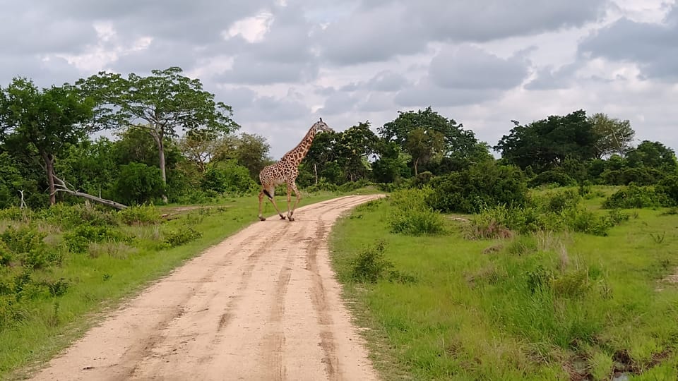From Zanzibar: Wildlife Safari Day Trip at Mikumi National Park by Flight