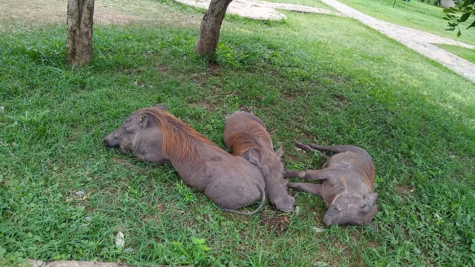 From Zanzibar: Wildlife Safari Day Trip at Mikumi National Park by Flight