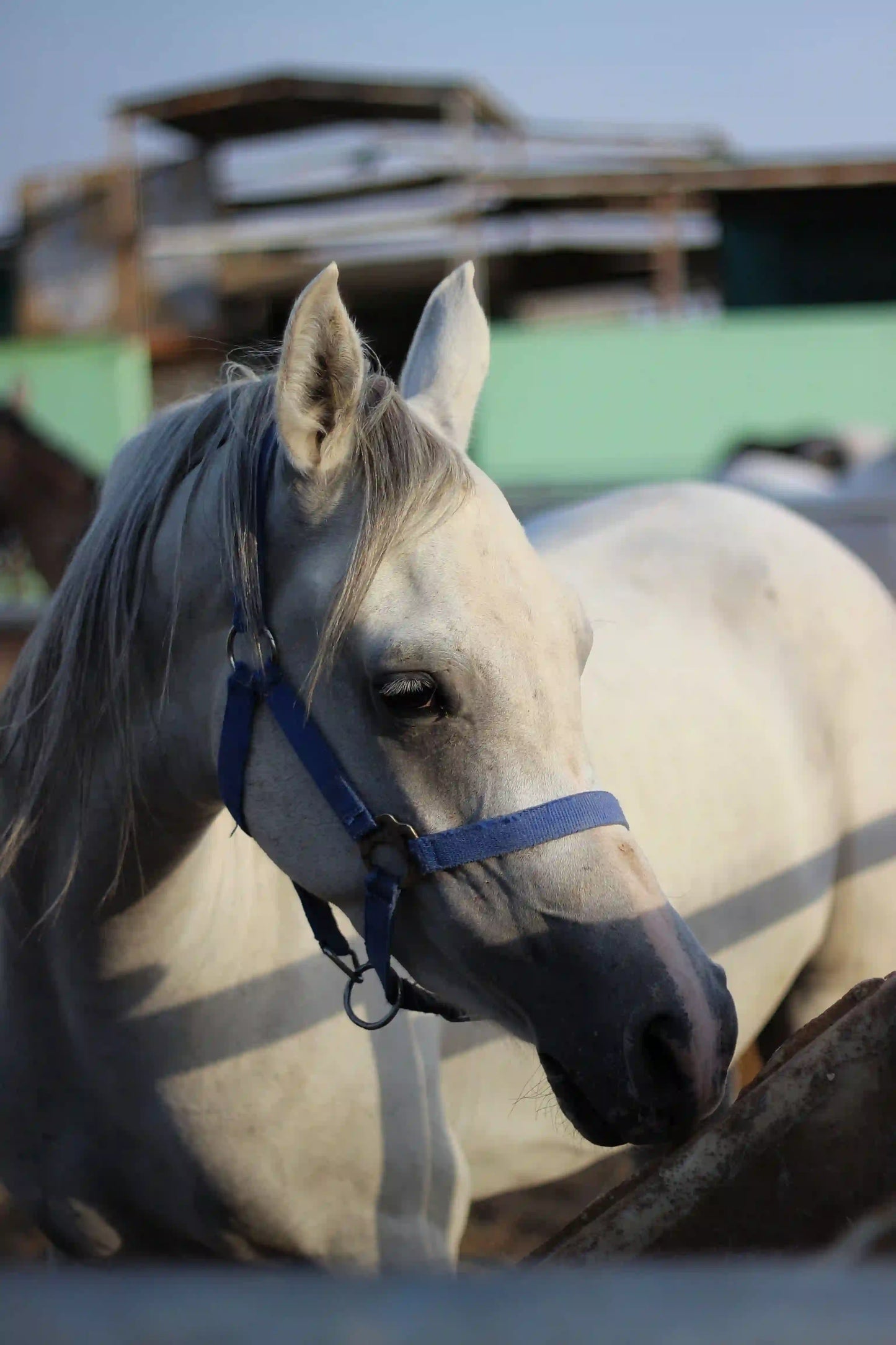 Sharm El Sheikh: Sunset Horse Riding At The Desert