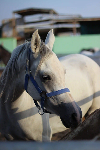 Sharm El Sheikh: Sunset Horse Riding At The Desert