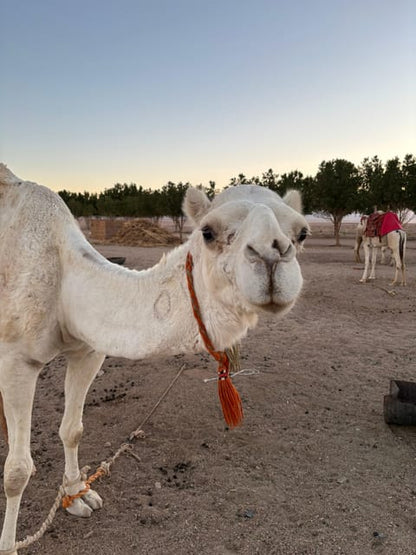 Hurghada: Desert Safari, Hiking, Oasis and Stargazing Tour
