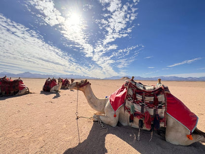 Hurghada: Desert Safari with Camel and Horse Ride