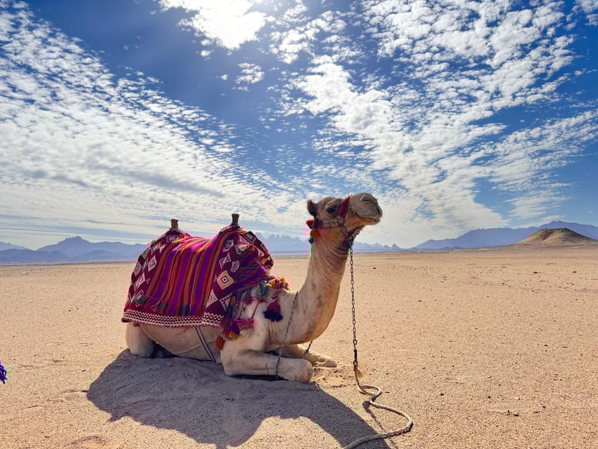 Hurghada: Desert Safari with Camel and Horse Ride