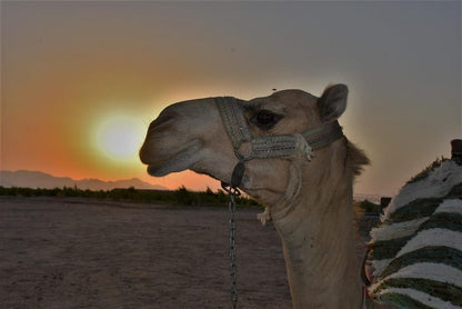 Hurghada: Desert Safari with Camel and Horse Ride