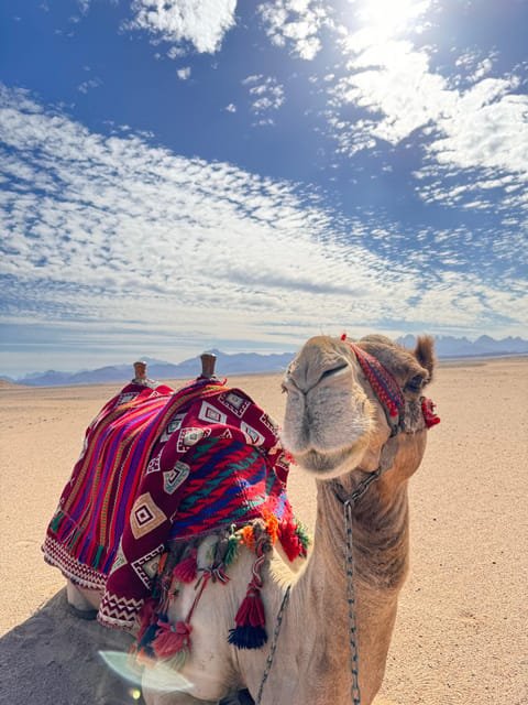 Hurghada: Desert Safari with Camel and Horse Ride