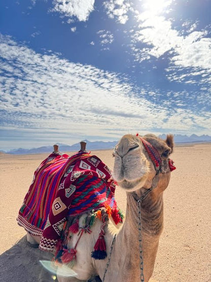 Hurghada: Desert Safari with Camel and Horse Ride