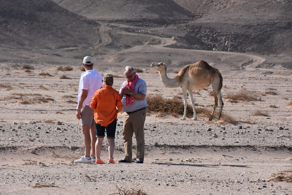 Hurghada: Desert Safari with Camel and Horse Ride