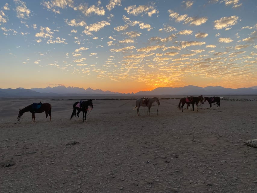 Hurghada: Desert Safari with Horseback Riding, BBQ Dinner and Stargazing Experience