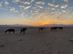 Hurghada: Desert Safari with Horseback Riding, BBQ Dinner and Stargazing Experience