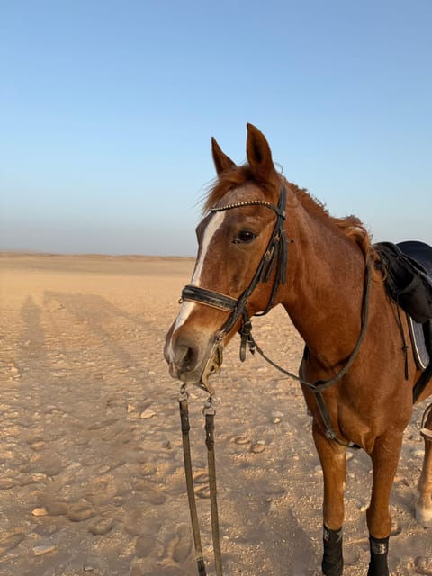 Hurghada: Desert Safari with Horseback Riding, BBQ Dinner and Stargazing Experience