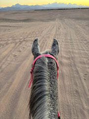 Hurghada: Desert Safari with Horseback Riding, BBQ Dinner and Stargazing Experience