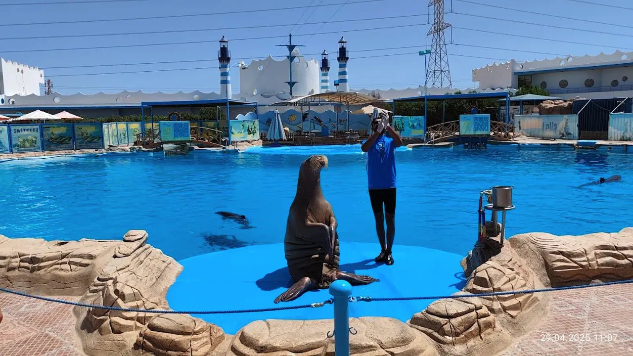 Hurghada: Dolphin World Show Entry Tickets with Hotel Pickup