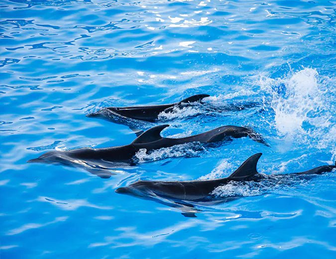 Hurghada: Dolphin World Show Entry Tickets with Hotel Pickup