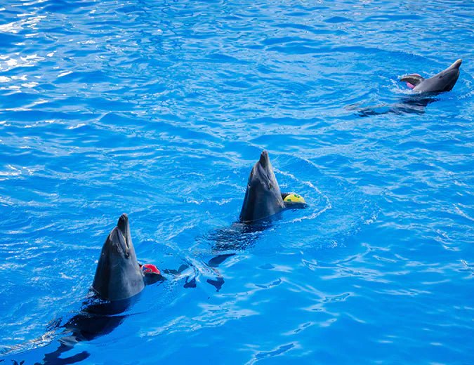 Hurghada: Dolphin World Show Entry Tickets with Hotel Pickup