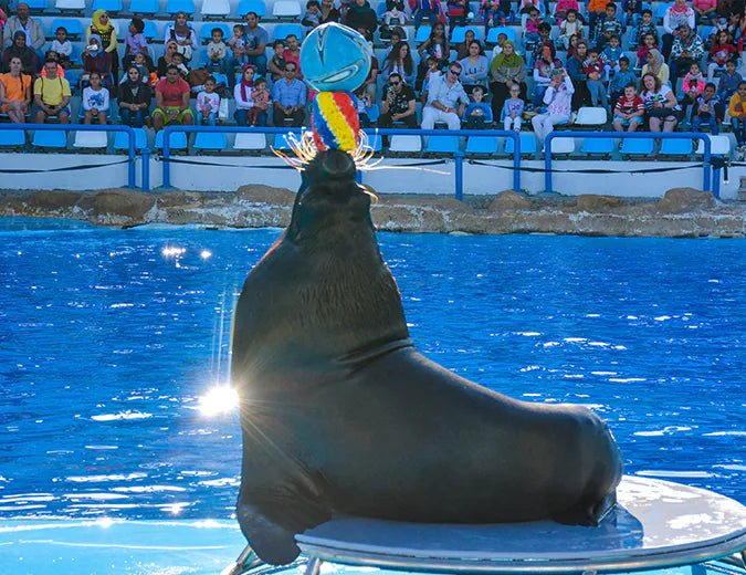 Hurghada: Dolphin World Show Entry Tickets with Hotel Pickup