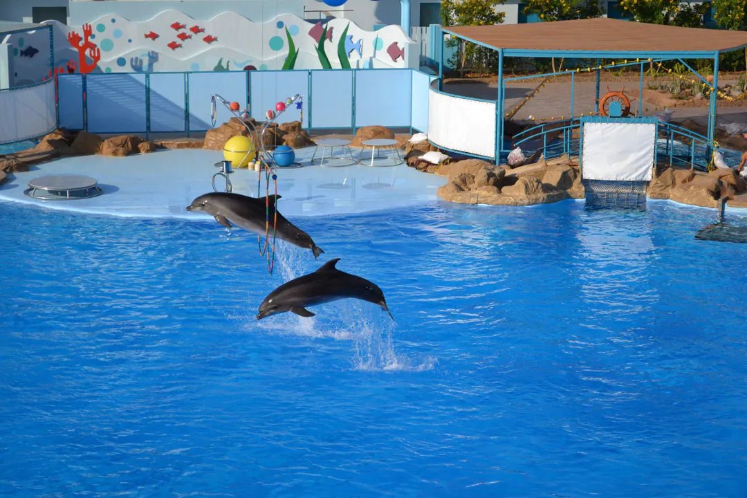 Hurghada: Dolphin World Show Entry Tickets with Hotel Pickup