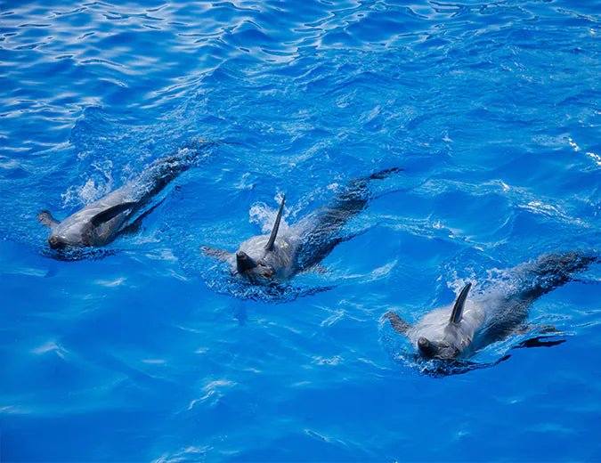 Hurghada: Dolphin World Show Entry Tickets with Hotel Pickup