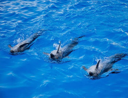 Hurghada: Dolphin World Show Entry Tickets with Hotel Pickup