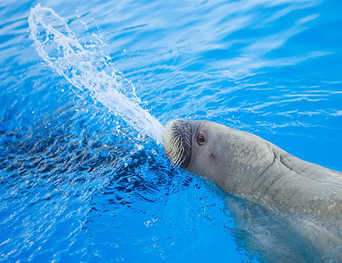 Hurghada: Dolphin World Show Entry Tickets with Hotel Pickup