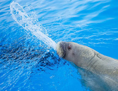 Hurghada: Dolphin World Show Entry Tickets with Hotel Pickup