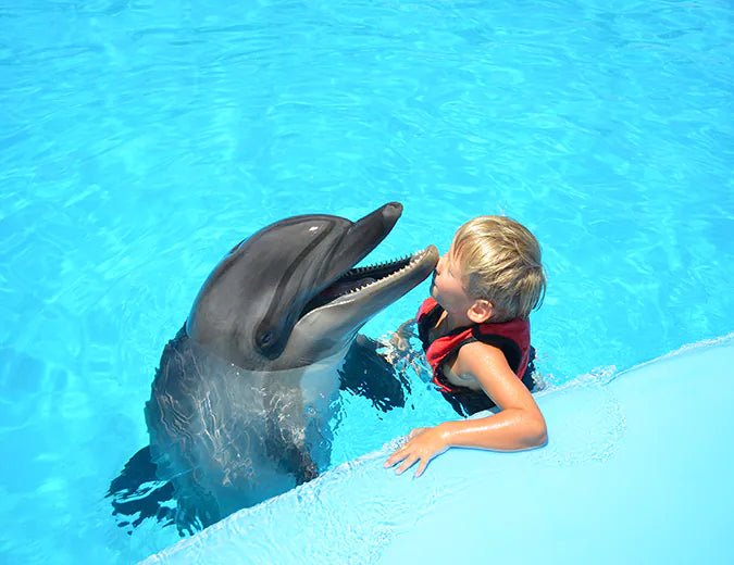 Hurghada: Dolphin World Show Entry Tickets with Hotel Pickup