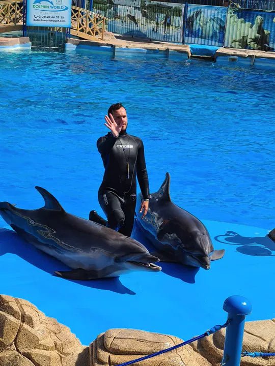 Hurghada: Dolphin World Show Entry Tickets with Hotel Pickup