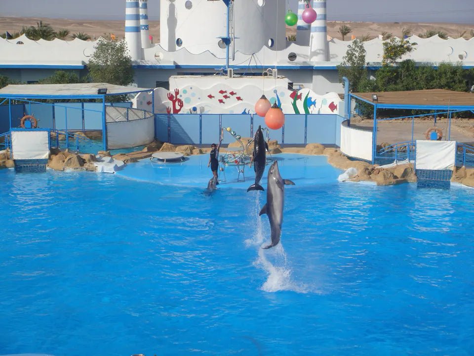 Hurghada: Dolphin World Show Entry Tickets with Hotel Pickup