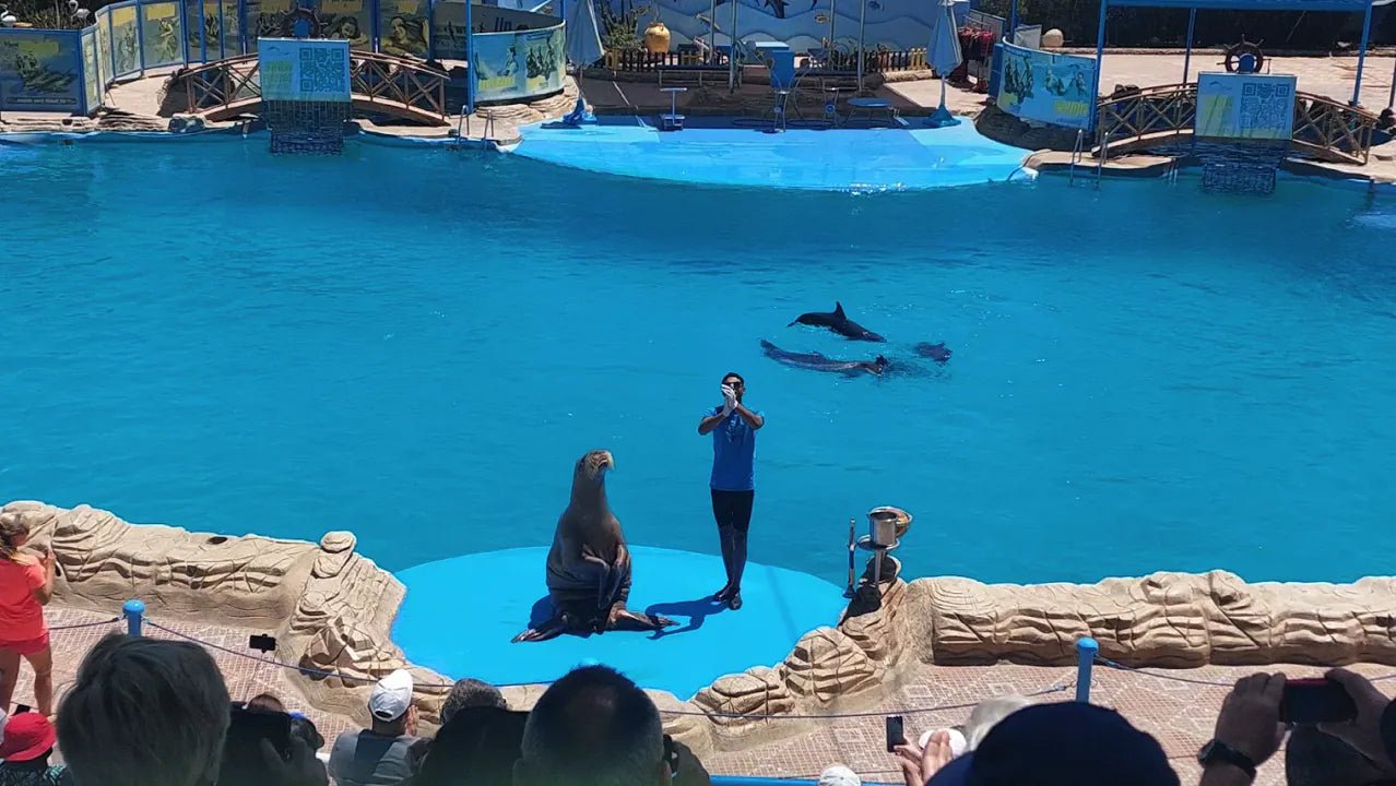 Hurghada: Dolphin World Show Entry Tickets with Hotel Pickup