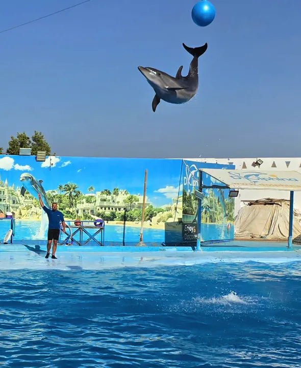 Hurghada: Dolphin World Show Entry Tickets with Hotel Pickup