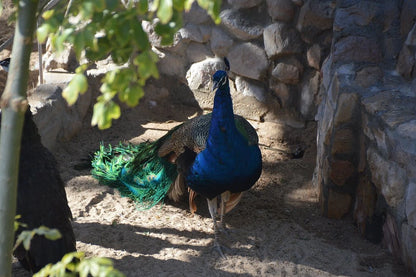 ハルガダ: グランドアクアリウム入場券