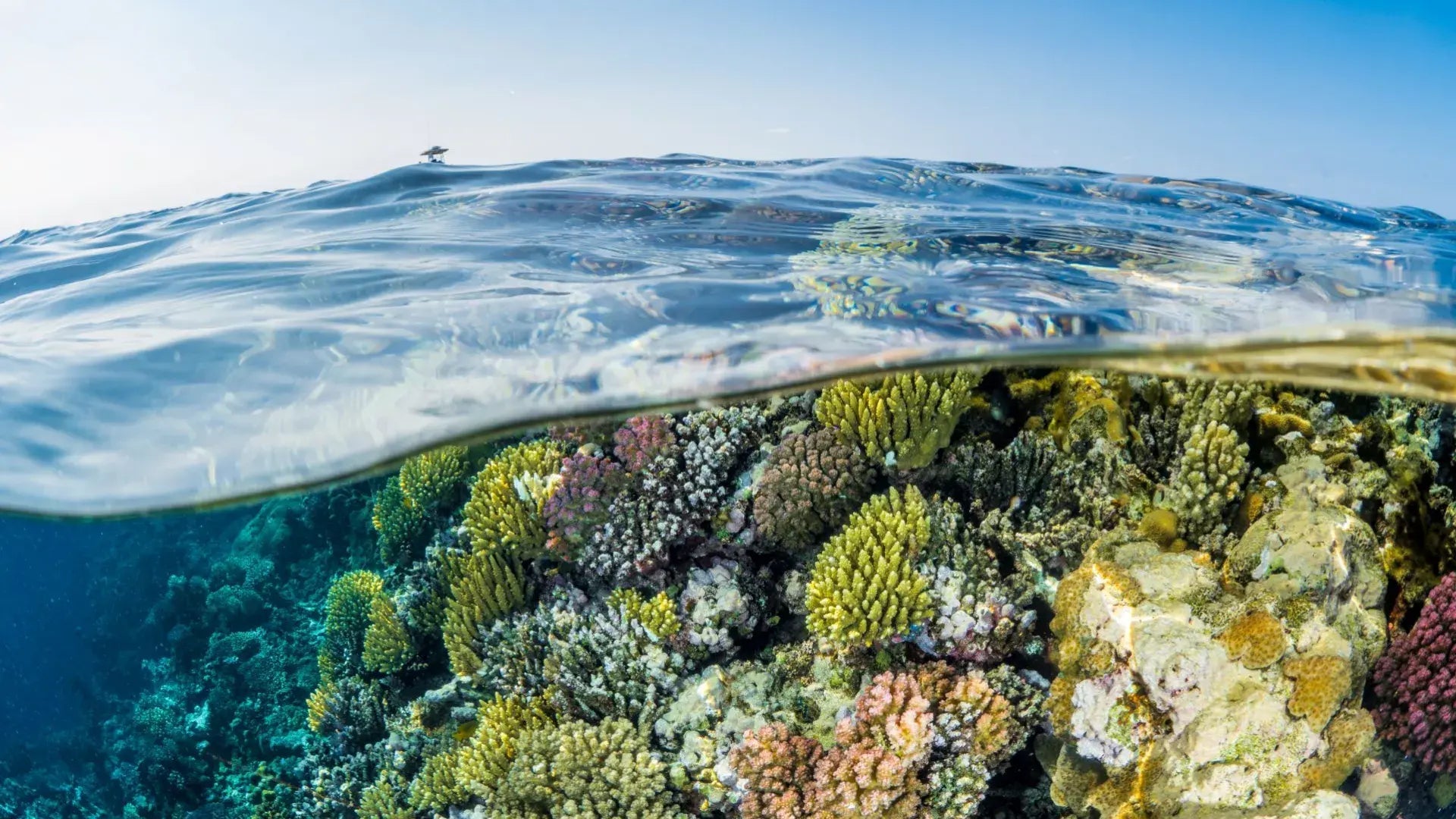 Jeddah: Bayadah Island Private Boat Tour and Snorkeling Tour