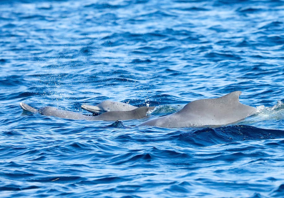 Khasab: Half - Day Dhow Cruise with Dolphin Watching and Telegraph Island Swim