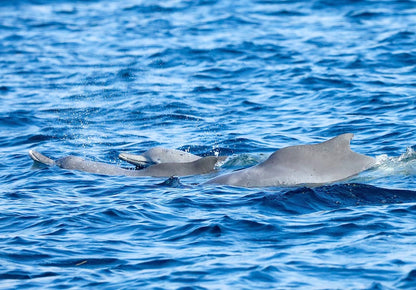 Khasab: Half - Day Dhow Cruise with Dolphin Watching and Telegraph Island Swim