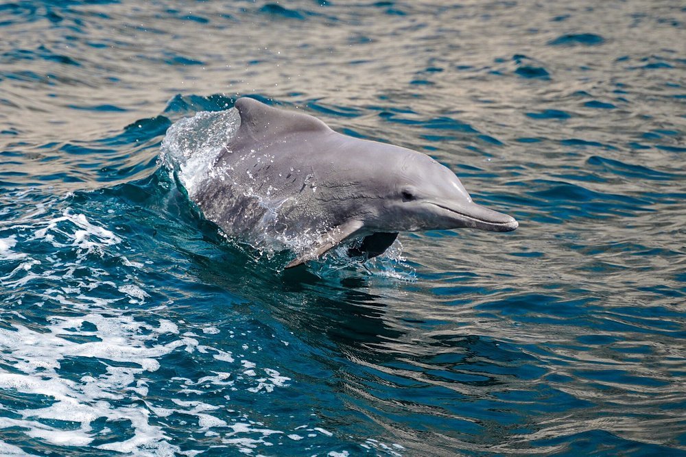 Khasab: Half - Day Dhow Cruise with Dolphin Watching and Telegraph Island Swim