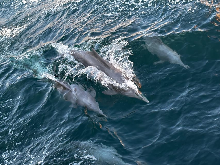 Khasab: Half - Day Dhow Cruise with Dolphin Watching and Telegraph Island Swim