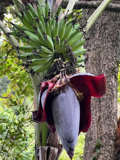 Kilimanjaro: Materuni Waterfall Hike, Coffee Experience and Maasai Village Visit