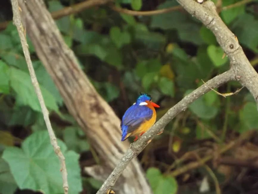 Kilimanjaro: Materuni Waterfall Hike, Coffee Experience and Maasai Village Visit