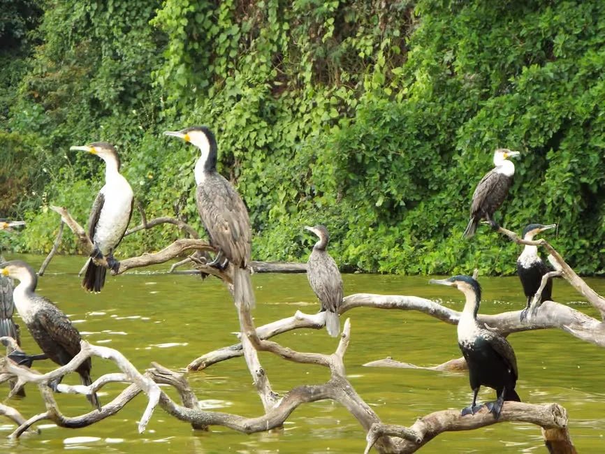 Kilimanjaro: Materuni Waterfall Hike, Coffee Experience and Maasai Village Visit