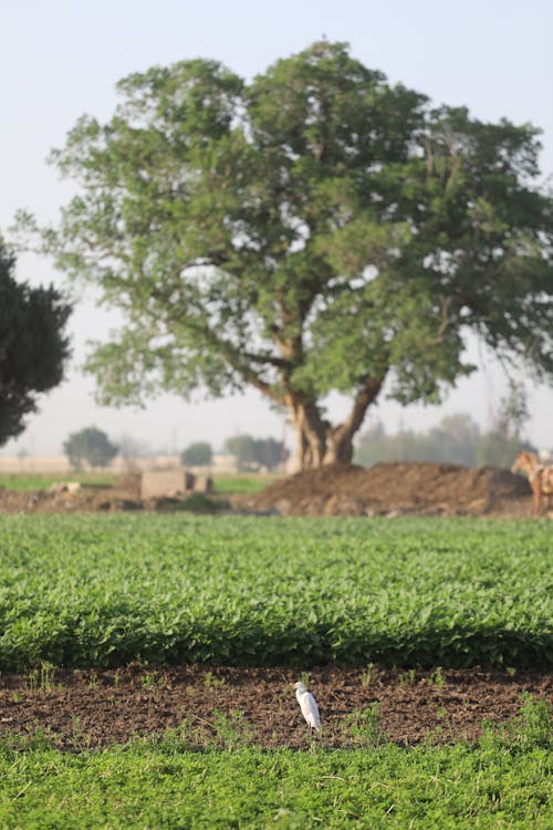 Luxor: Private Cooking Class and Authentic Farm Tour with a local guide