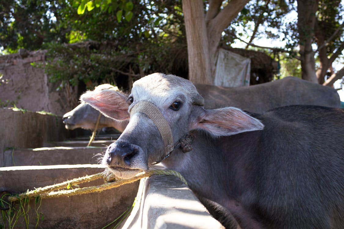 Luxor: Private Cooking Class and Authentic Farm Tour with a local guide