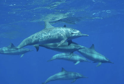 Makadi Bay: Royal Seascope Cruise and Snorkeling Trip