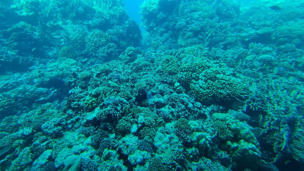 Makadi Bay: Royal Seascope Cruise and Snorkeling Trip