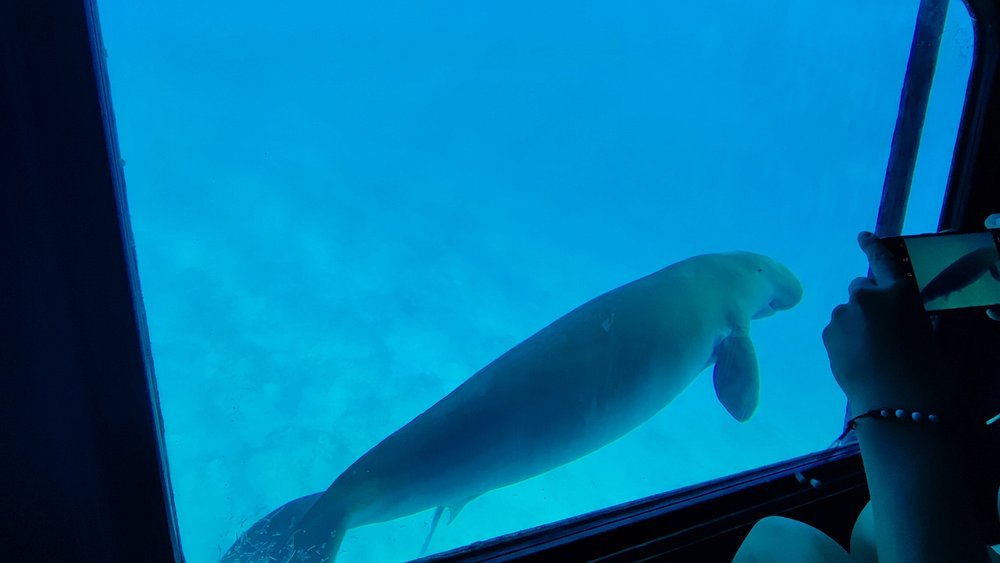 Makadi Bay: Royal Seascope Cruise and Snorkeling Trip