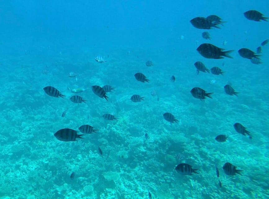 Makadi Bay: Royal Seascope Cruise and Snorkeling Trip
