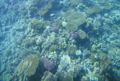 Makadi Bay: Royal Seascope Cruise and Snorkeling Trip